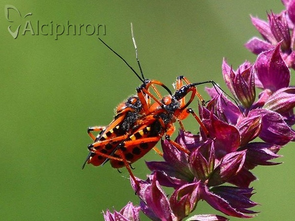 Rhynocoris iracundus
