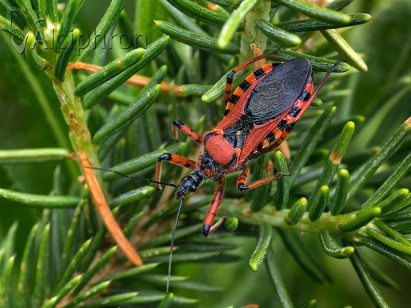 Rhynocoris iracundus
