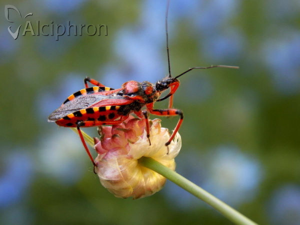 Rhynocoris iracundus