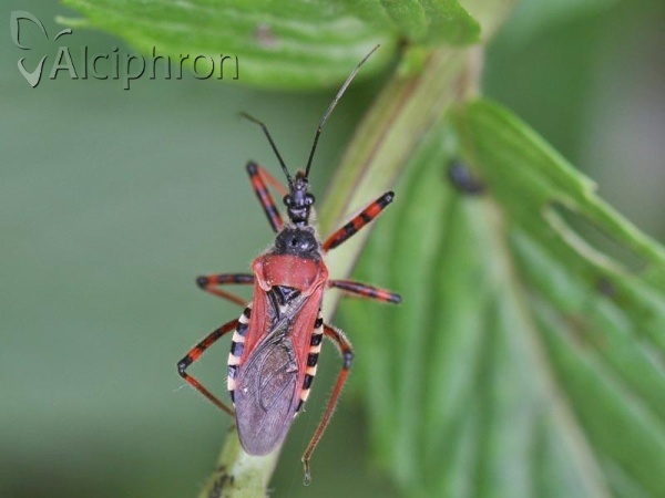 Rhynocoris iracundus