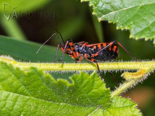 Rhynocoris iracundus