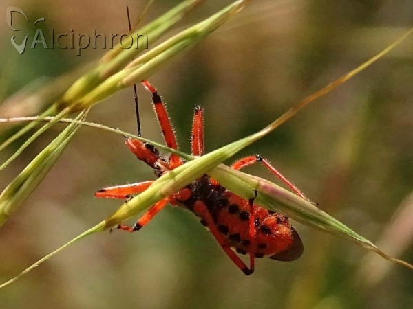 Rhynocoris iracundus