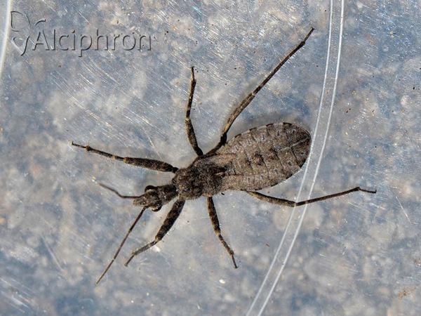 Coranus contrarius