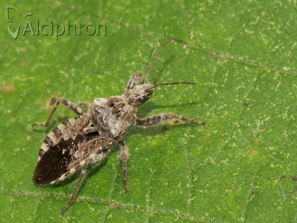 Coranus griseus