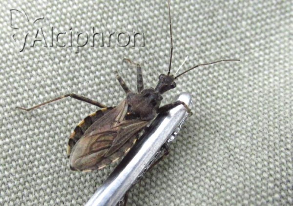 Coranus tuberculifer