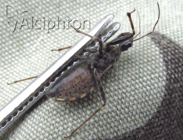 Coranus tuberculifer