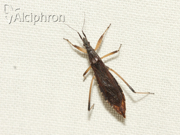Pygolampis bidentata