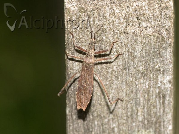 Pygolampis bidentata