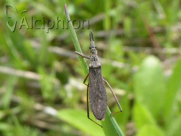 Pygolampis bidentata