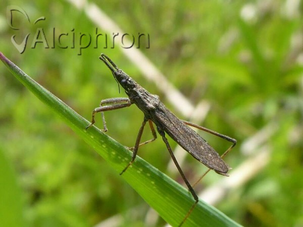 Pygolampis bidentata