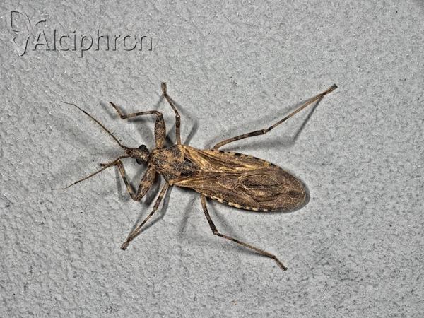 Oncocephalus squalidus