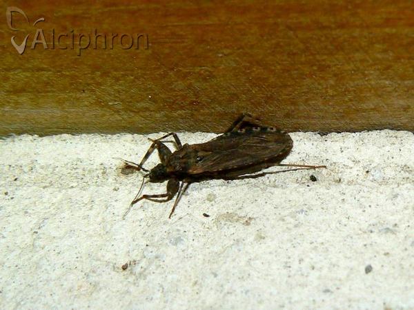 Oncocephalus squalidus