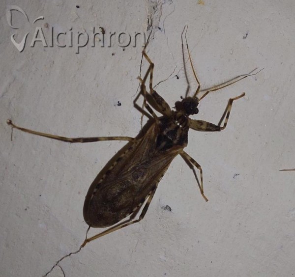 Oncocephalus squalidus