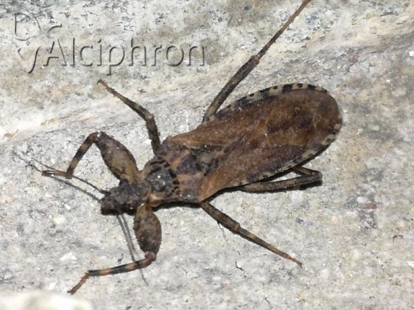 Oncocephalus squalidus