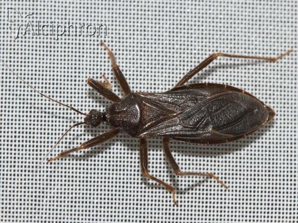 Reduvius personatus