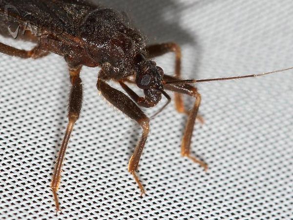 Reduvius personatus