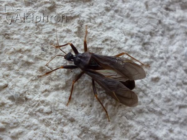 Reduvius personatus