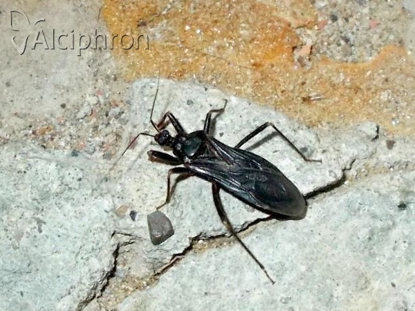 Reduvius personatus