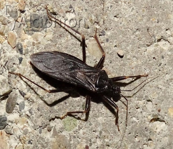 Reduvius personatus