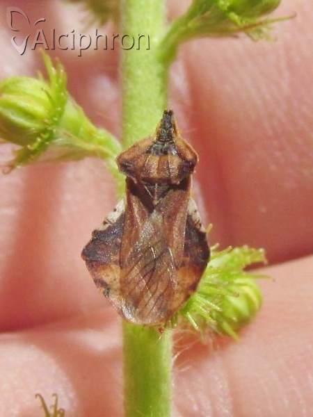 Phymata crassipes