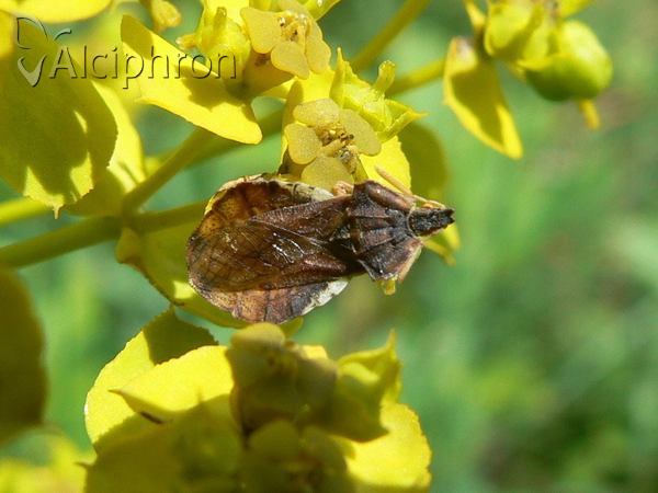 Phymata crassipes