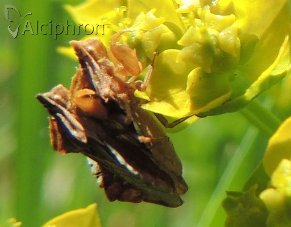 Phymata crassipes