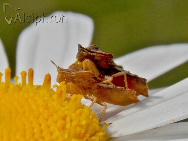 Phymata crassipes