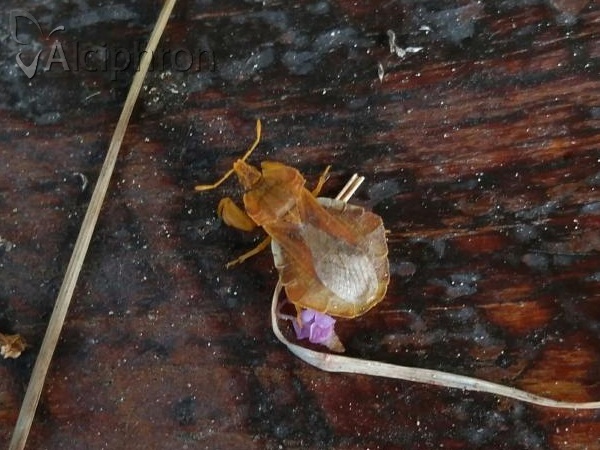 Phymata crassipes