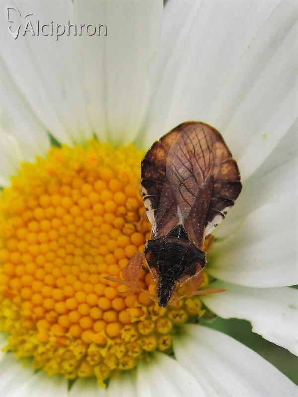 Phymata crassipes