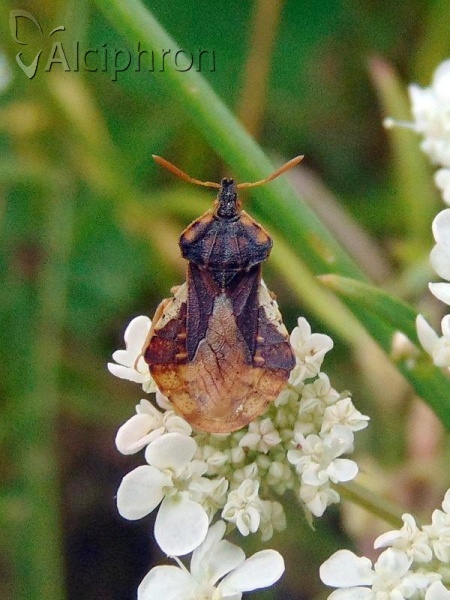 Phymata crassipes