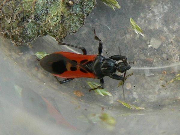 Peirates hybridus
