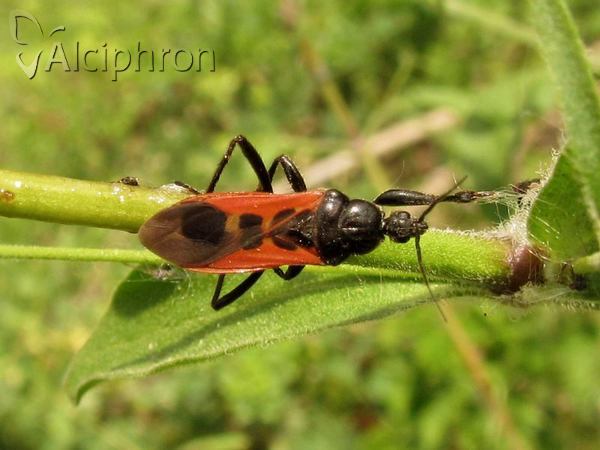 Peirates hybridus