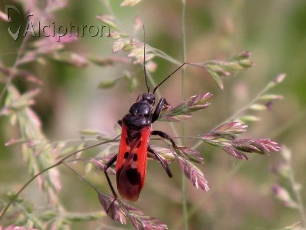 Peirates hybridus