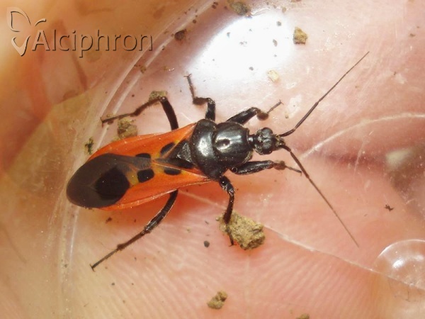 Peirates hybridus