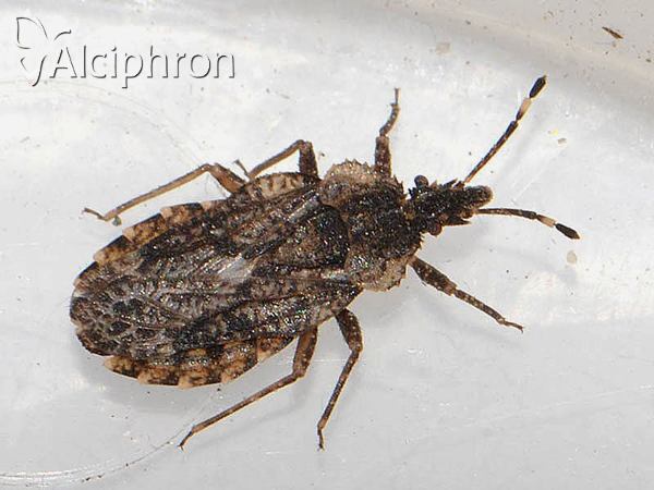 Aradus betulae