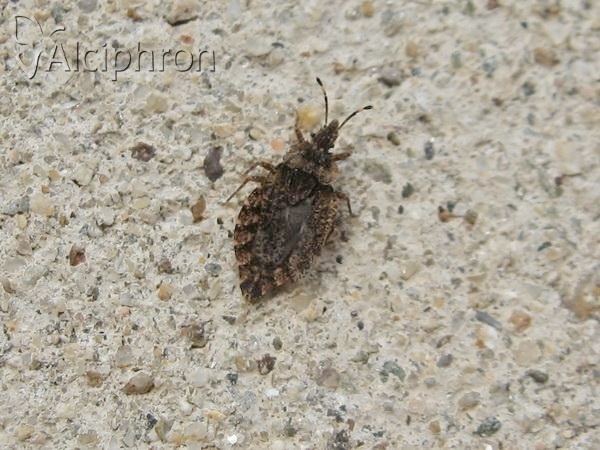 Aradus betulae