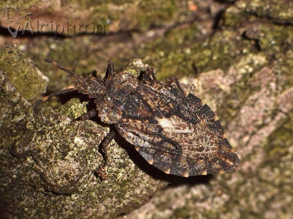 Aradus betulae