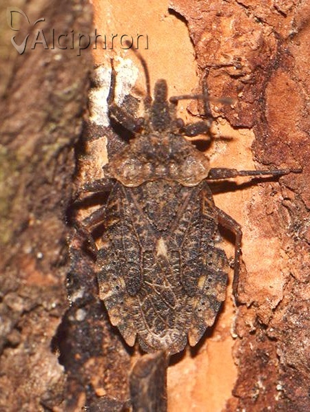 Aradus betulae