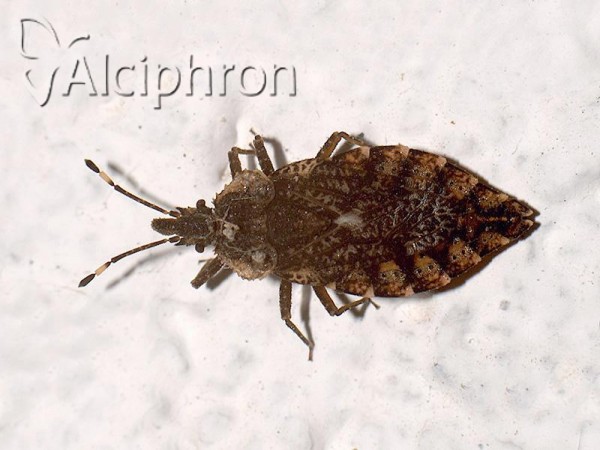 Aradus betulae