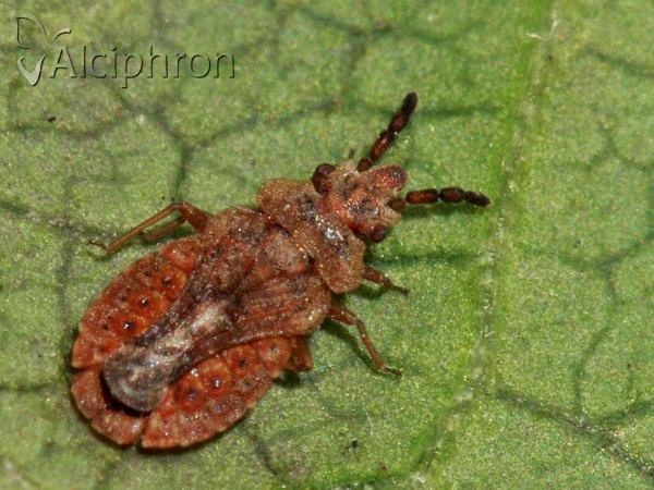 Aradus cinnamomeus