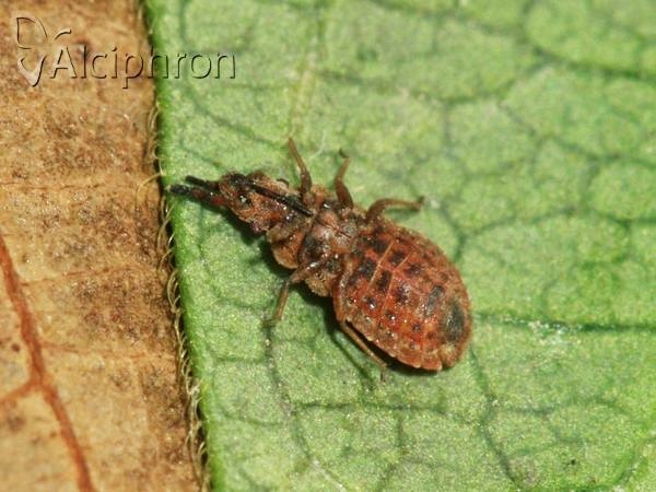 Aradus cinnamomeus