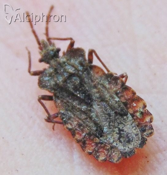 Aradus conspicuus