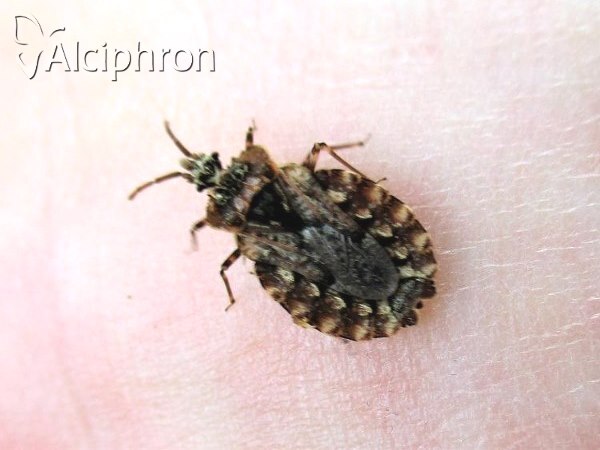 Aradus conspicuus
