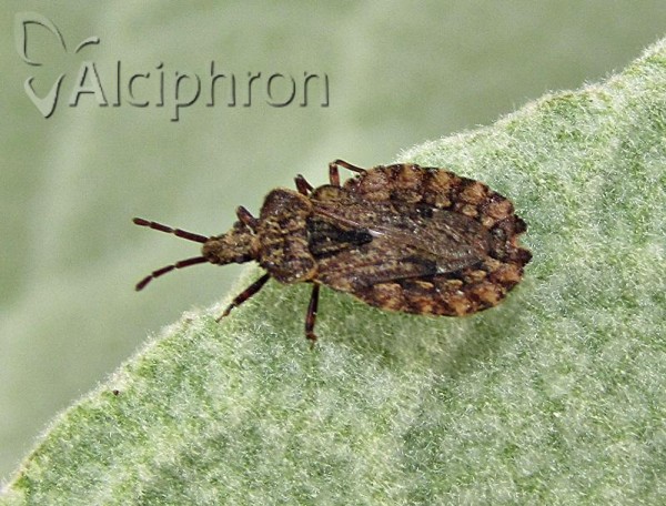 Aradus conspicuus