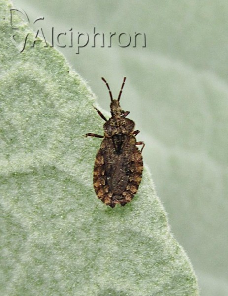 Aradus conspicuus