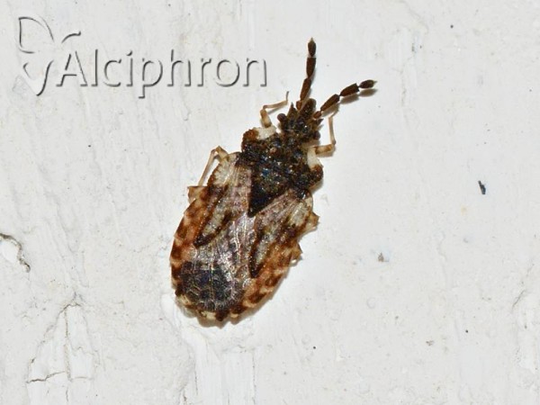Aradus depressus