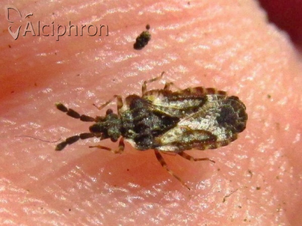 Aradus depressus