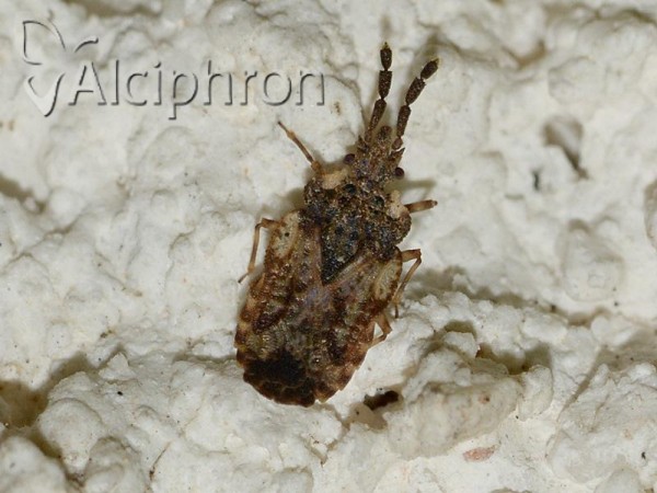 Aradus depressus