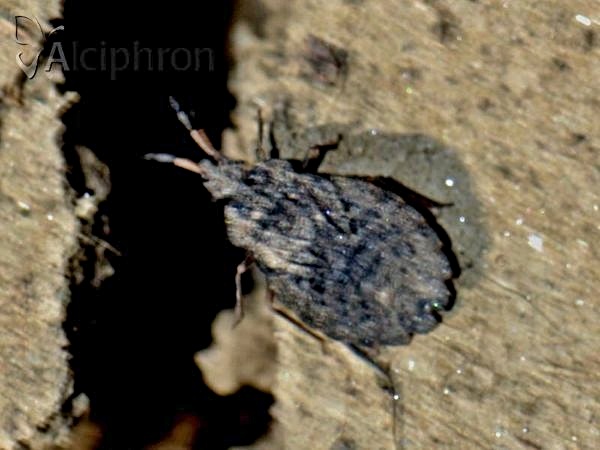 Aradus distinctus