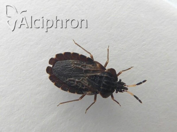 Aradus distinctus